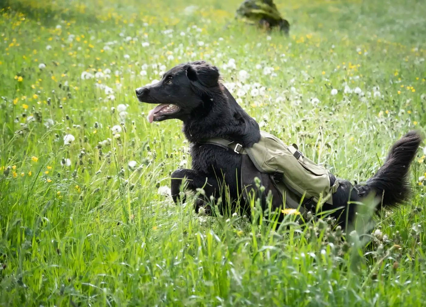 Leylu jumping in grass with her backpack on